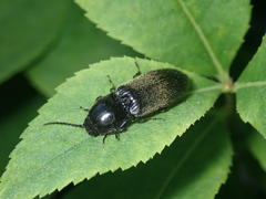 Hemicrepidius niger