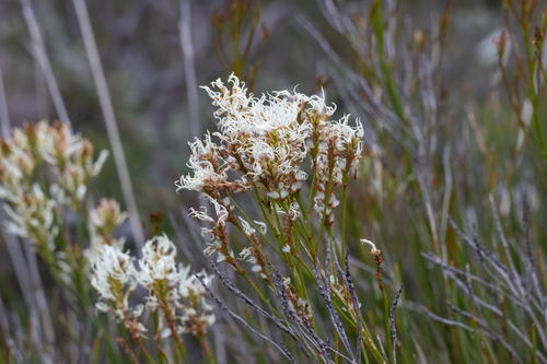 Conospermum teretifolium (Conospermum teretifolium)