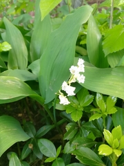 Convallaria
