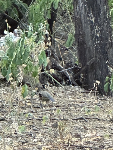 Callipepla gambelii, 2024-07-23