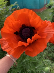 Papaver × pseudo-orientale