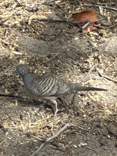 Geopelia striata observed 2024-07-23