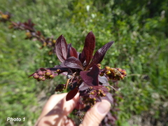 Berberis vulgaris