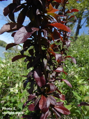 Berberis vulgaris