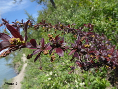 Berberis vulgaris
