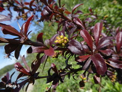 Berberis vulgaris