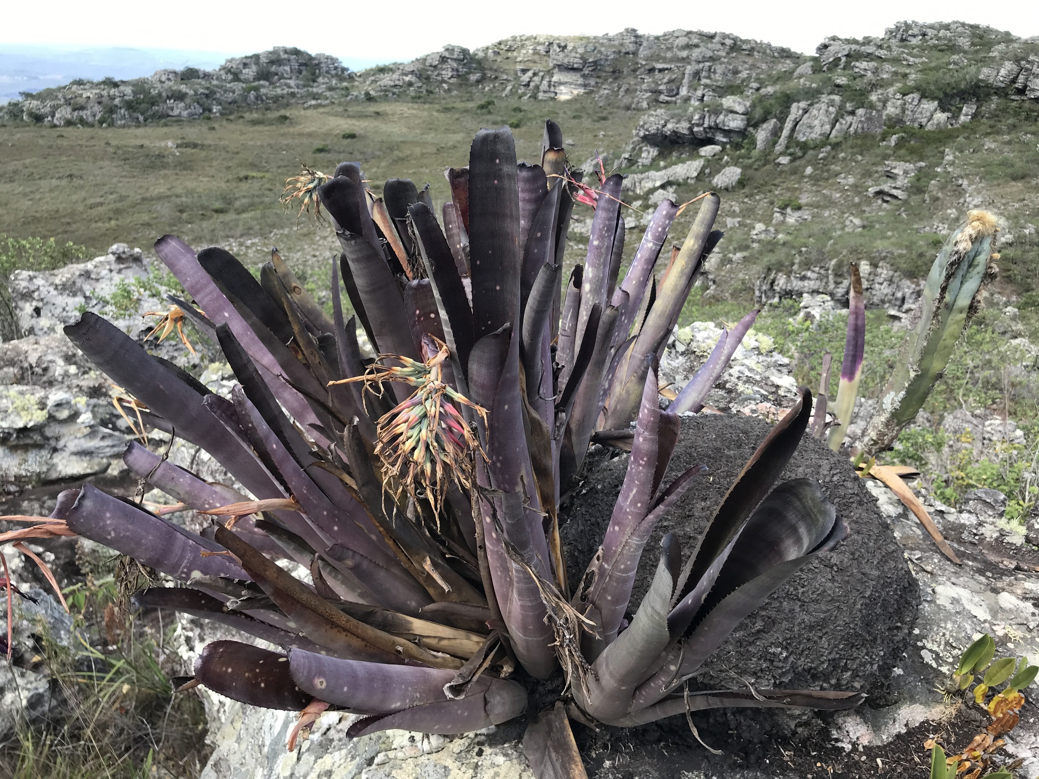 Billbergia vittata · iNaturalist Billbergia vittata · iNaturalist