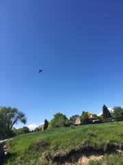 Petrochelidon pyrrhonota