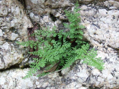 Cystopteris alpina (Cystopteris alpina)