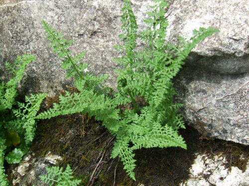 Cystopteris alpina (Cystopteris alpina)
