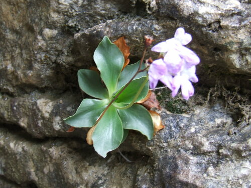 Primula spectabilis, photograph 1