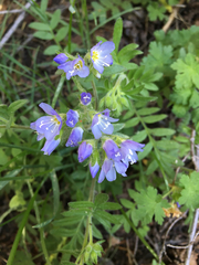 Polemonium californicum