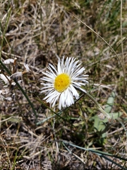 Erigeron caespitosus