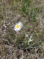 Erigeron caespitosus