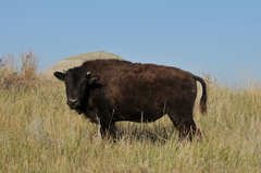 Bison