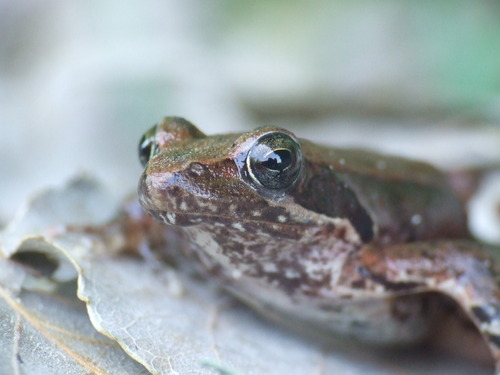 Italian Agile Frog, Rana latastei