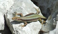 Horvath's Rock Lizard photo 3