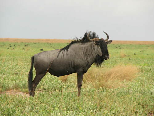 Blue Wildebeest