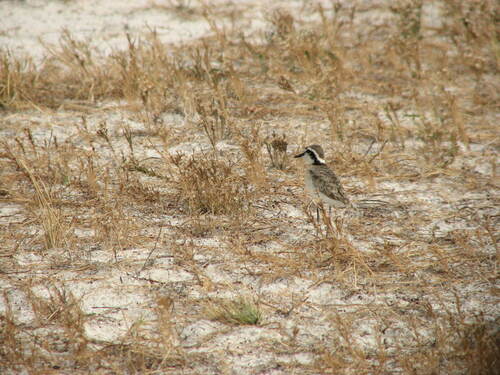 Kittlitz's Plover