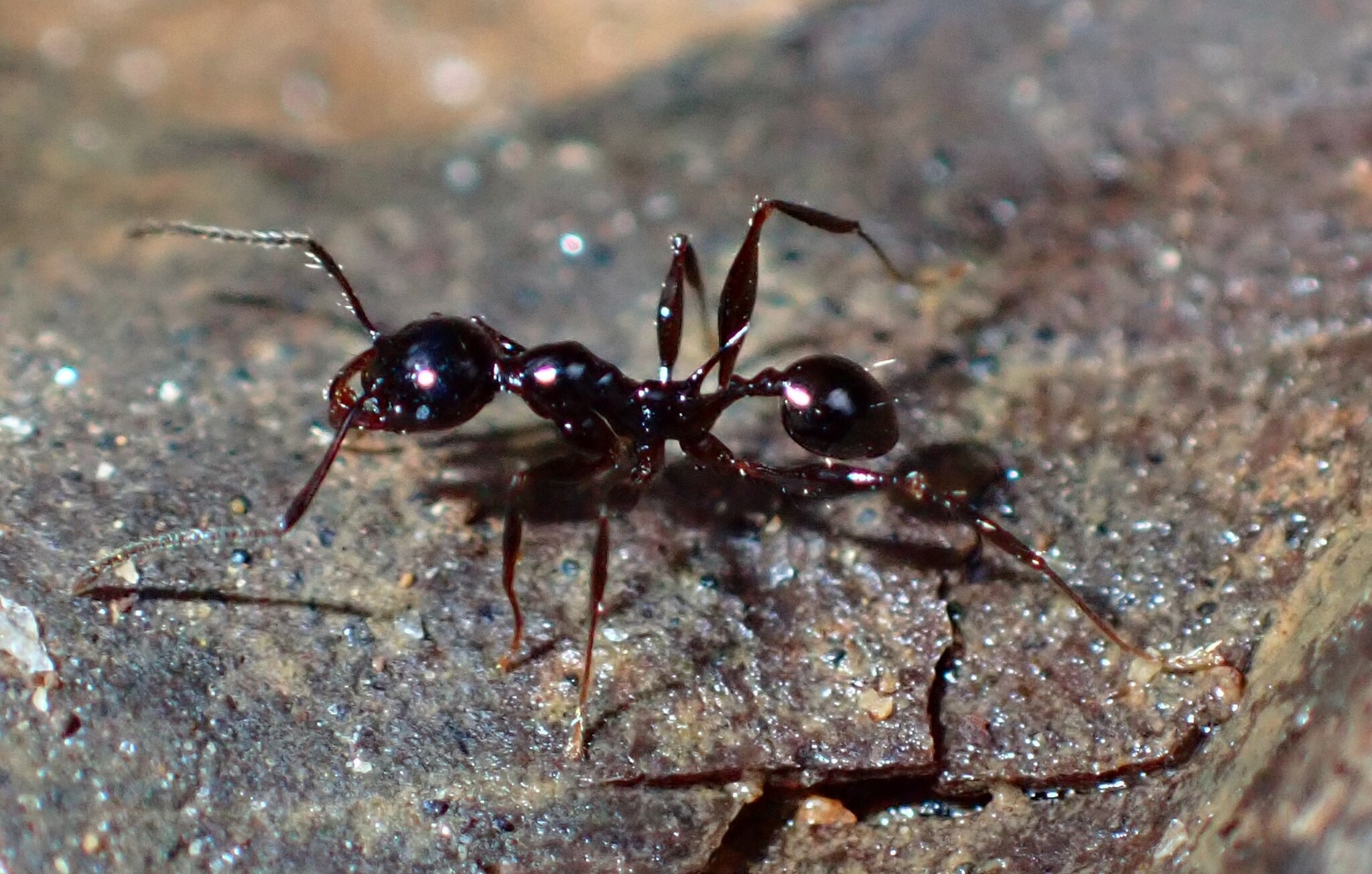 Pheidole longispinosa