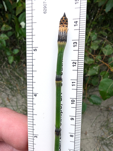 Equisetum × trachyodon, photograph 5