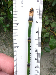 Equisetum × trachyodon, photograph Timothy McNitt, CC BY, iNaturalist via GBIF