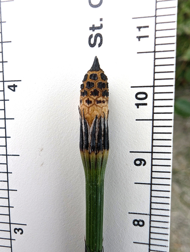 Equisetum × trachyodon, photograph 6