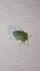 Acrosternum millierei