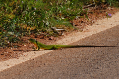 Lacerta trilineata