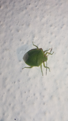 Acrosternum millierei