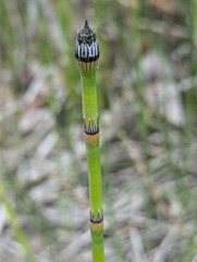Equisetum × trachyodon
