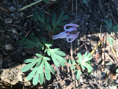 Dicentra uniflora