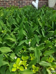 Convallaria