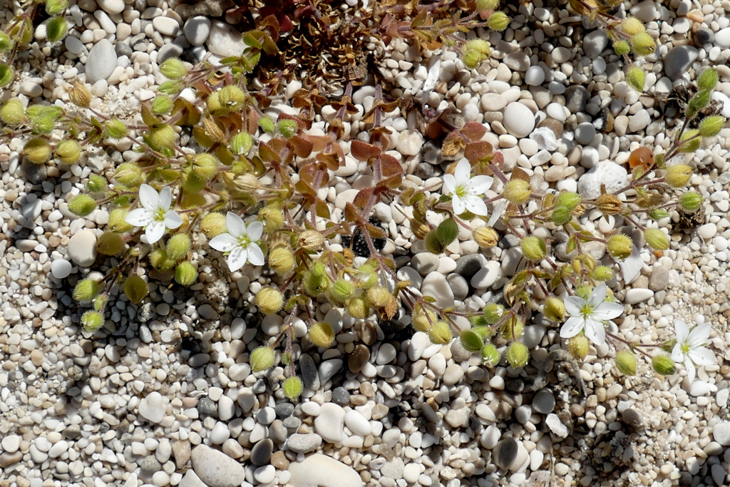 Arenaria leucadia