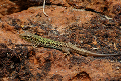 Podarcis erhardii