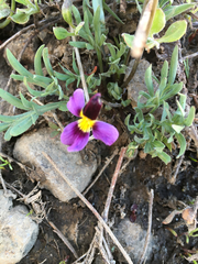 Viola beckwithii