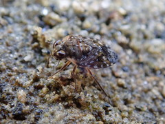 Ochterus