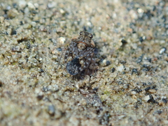 Ochterus