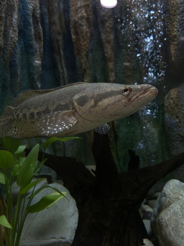 Forest Snakehead