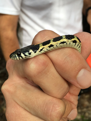 Thamnophis cyrtopsis ocellatus