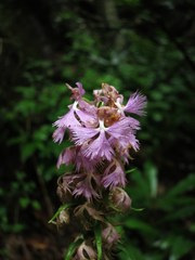 Platanthera grandiflora