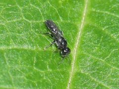 Crossocerus