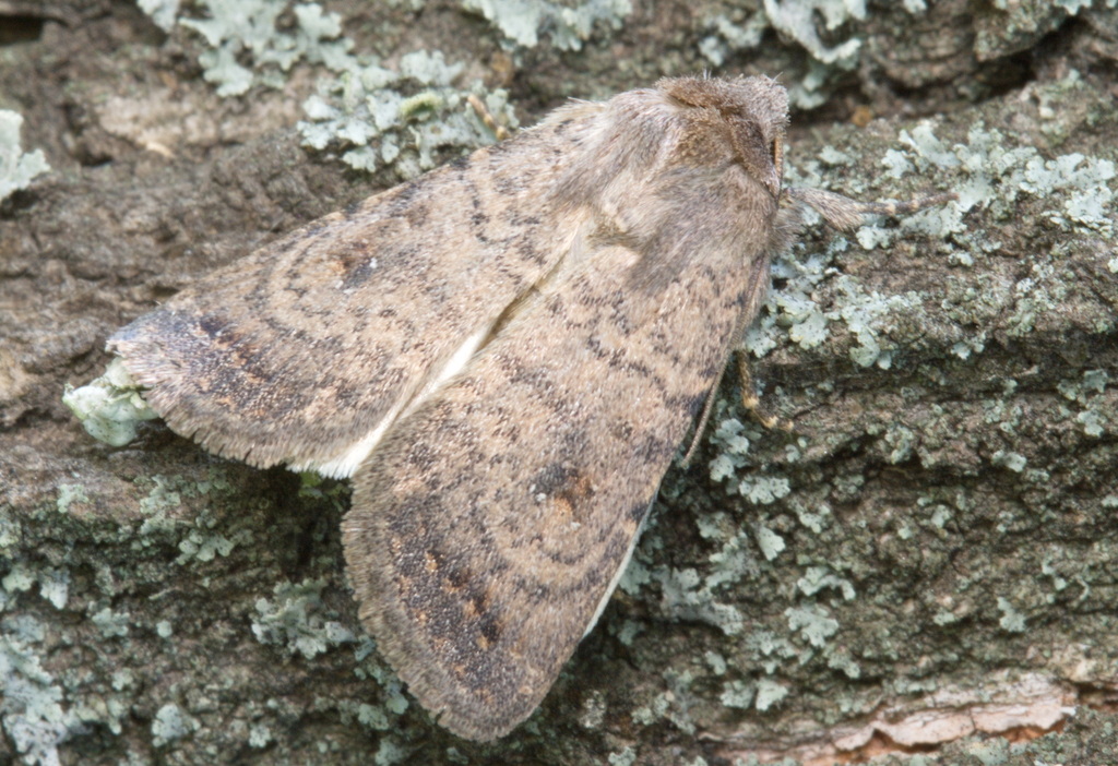 Caradrina terrea