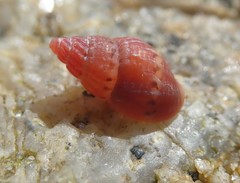 Amphissa versicolor