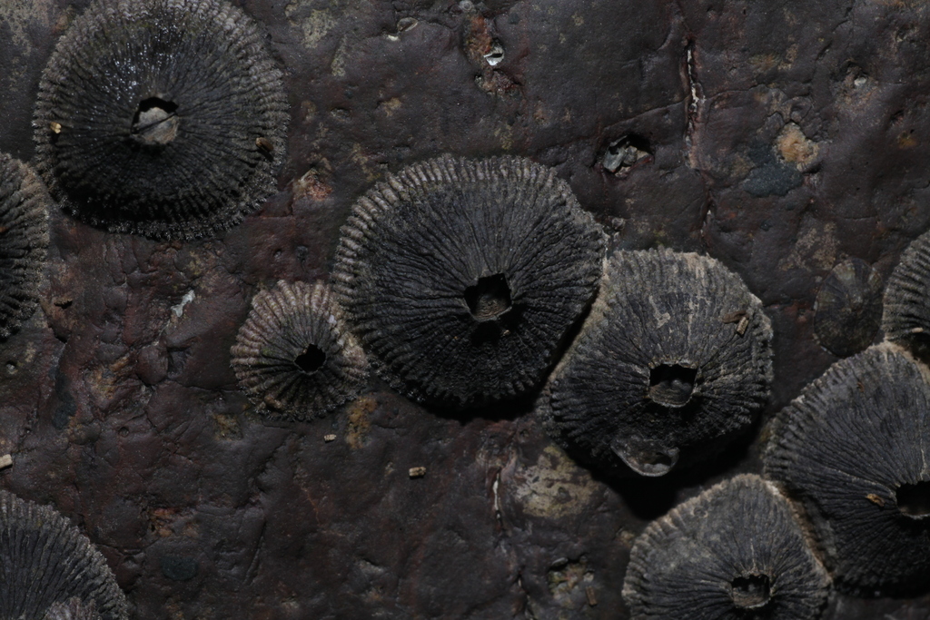 Japanese Volcano Barnacle from 中国浙江省舟山市岱山县 on July 22, 2024 at 04:26 PM ...