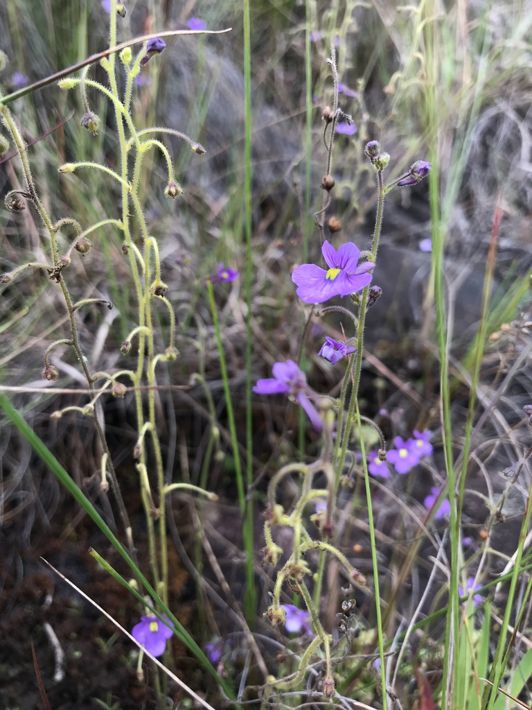Genlisea flexuosa Rivadavia, Gonella & A.Fleischm. 2