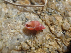 Amphissa versicolor