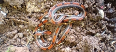 Philippine Coral Snake photo 1