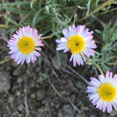 Erigeron algidus