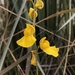 Utricularia praelonga - Photo (c) william_hoyer, some rights reserved (CC BY-NC)
